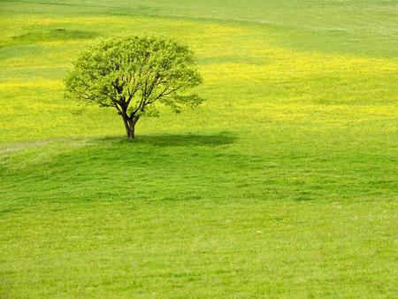 Tree In A Spring Meadow !!! - tree, grass