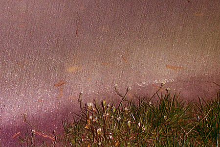 flowers&rain - may, rain, colourful, grass, flower