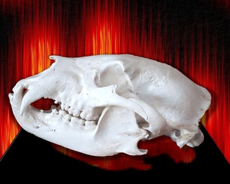 Spirit Of The Bear - bear, fantasy, black bear, skull, animals