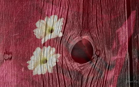 Knotty Flower - board, knotty, collage, red, widescreen, flower