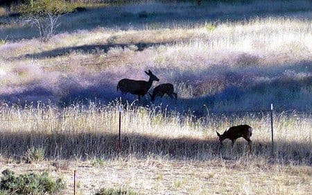 Doe and Fawns  - widescreen, deer, evening, fawns, field, washington