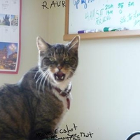 Wanna-be tiger cat