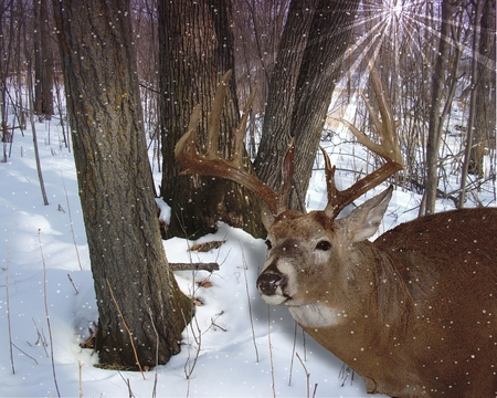 Woodland Prince - buck, winter, deer, snow, forest, animals, woods