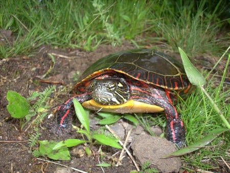 Painter turtle - colorful, dweller, turtle, swamp