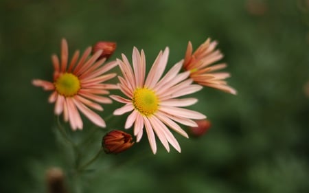 Fall Flowers