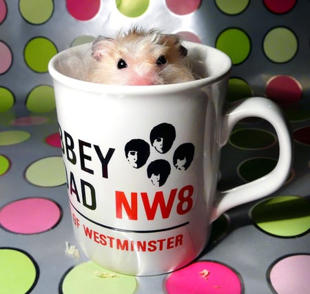 Coffee? - hamster, popular, animals, cute, pet, dots, cup, colors