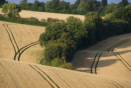 Natural carpet - fields, nature, tramlines, places, evening, shadows, countryside, hedges