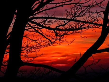 Sunset throught tree - red, evening, beauty, sky, clouds, tree, sunset, nature, colors