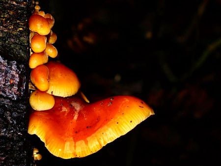 Clustered woodlover - fungus, forests, places, black, orange, yellow, nature, colors