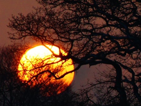 Golden ball - trees, sunset, nature, yellow, places, evening, colors, sun