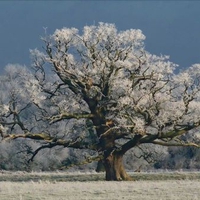 Tree with frost