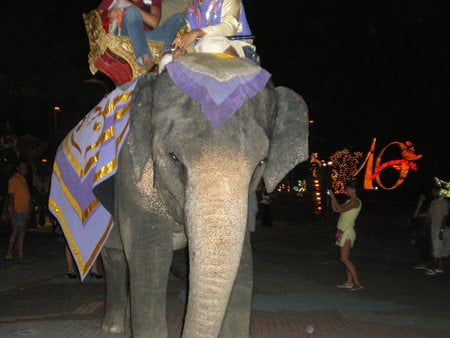 Elephant - phuket, thailand, elephant, animals