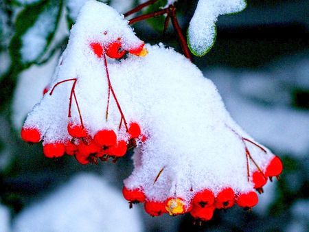 Snow berries - winter, snow, sesons, colors, cristals, berries, popular, frozen, white, red, green, garden, fruits