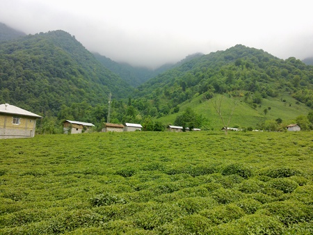 village of heaven - village, jungle, home, tree