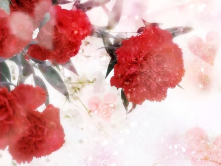 Red Flowers - flowers, carnations, nature, red