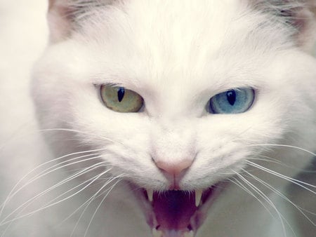 CaT - green eyes, cat, animals, blue eyes, funny