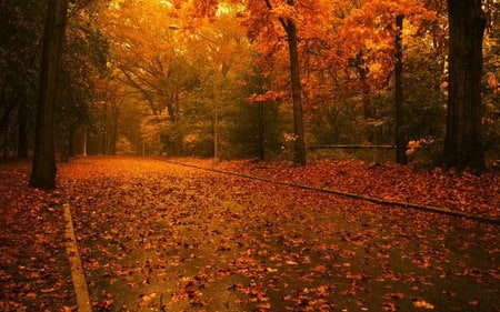 Autumn - road, orange, nature, autumn