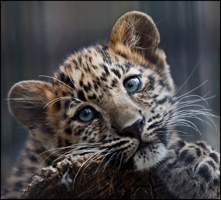 little      tiger - gorgeous, jungle, animal, dangerous, tiger