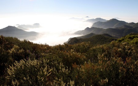 Forest - nature, forest, clouds, sun