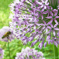 PURPLE FLOWER