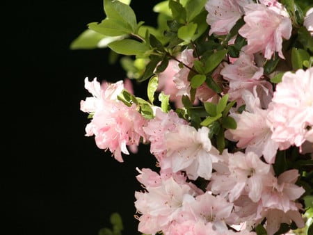 Pink Flower - nature, pink flower, flower, pink