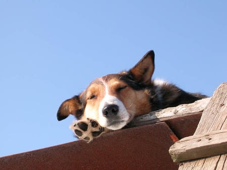 resting place - white, resting, brown, art photo, bench, dog, nice