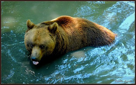 refreshing - nice, brown, art photo, bear, water, refreshing, zoo