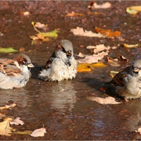 Autumn Birds