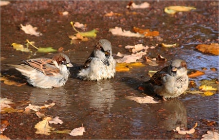 Autumn Birds - birds, autumn fall, water, art photo, nice, little, three