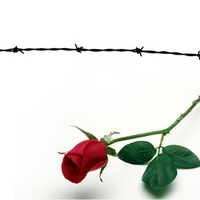 Barbed Wire and Rose 2