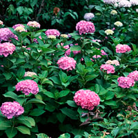 Pink Flowers