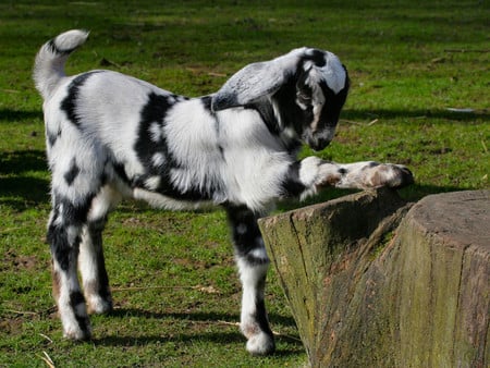 I PLEDGE ALLEGIANCE TO THE FLAG - goat, patriotic, cute, adorable, is