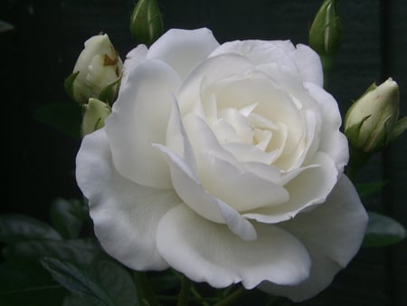 White Rose Spring - white, flowers, rose, spring