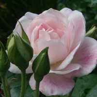 Pink Rose Spring