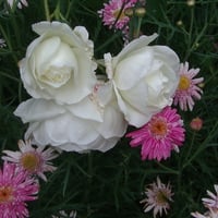 Pink daisies white roses