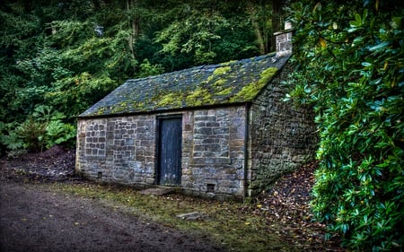 Forgotten - house, beautiful, serene, forest, architecture, abandoned