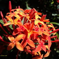 RED FLOWERS