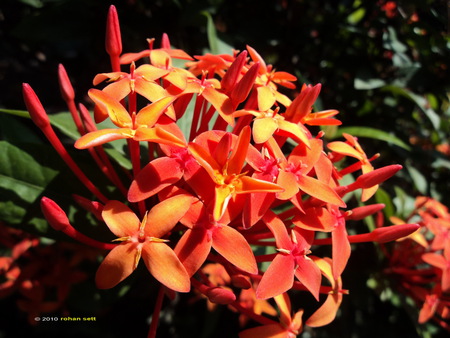 RED FLOWERS - flowers, photography, red flowers, sunlight