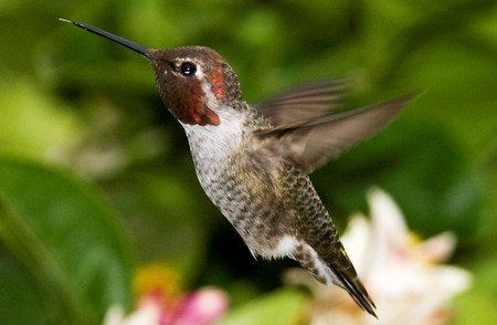 Hummingbird - in flight, animals, hummingbird, beautiful, birds