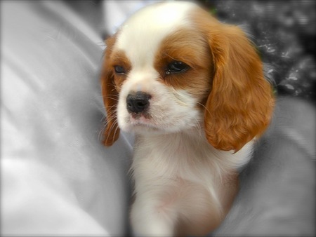 Cavalier King Charles Puppy Dog