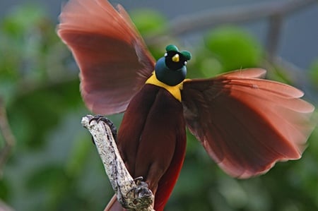 Wonderful bird - red, animals, bird, green