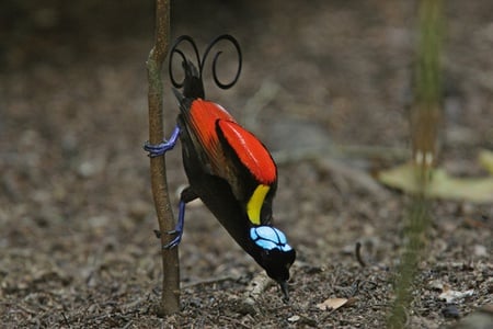 Beautiful bird - red, animal, bird, black