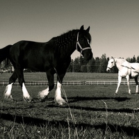 Alone in the Corral