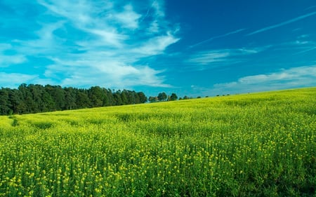 Colorful Field - flowers, clouds, nature, blue, beautiful, fields, forest, sky