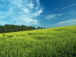 Colorful Field