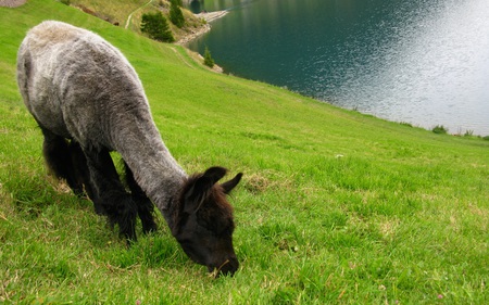 Lama and the Lake II - beautiful, view, green, side, lama, lake, mountain, animals