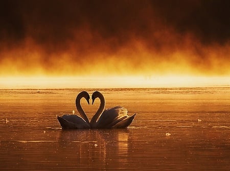 Love in a golden pond - pair, swans, sunset, pond, golden color, mist