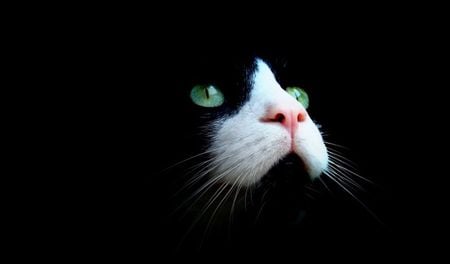 close up - white, beauty, eyes, animals, cats, black