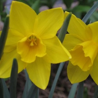 Daffodils for Anne