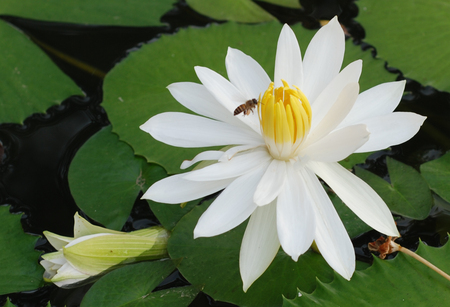 The Visitor - white lotus, flower, bee, visitor